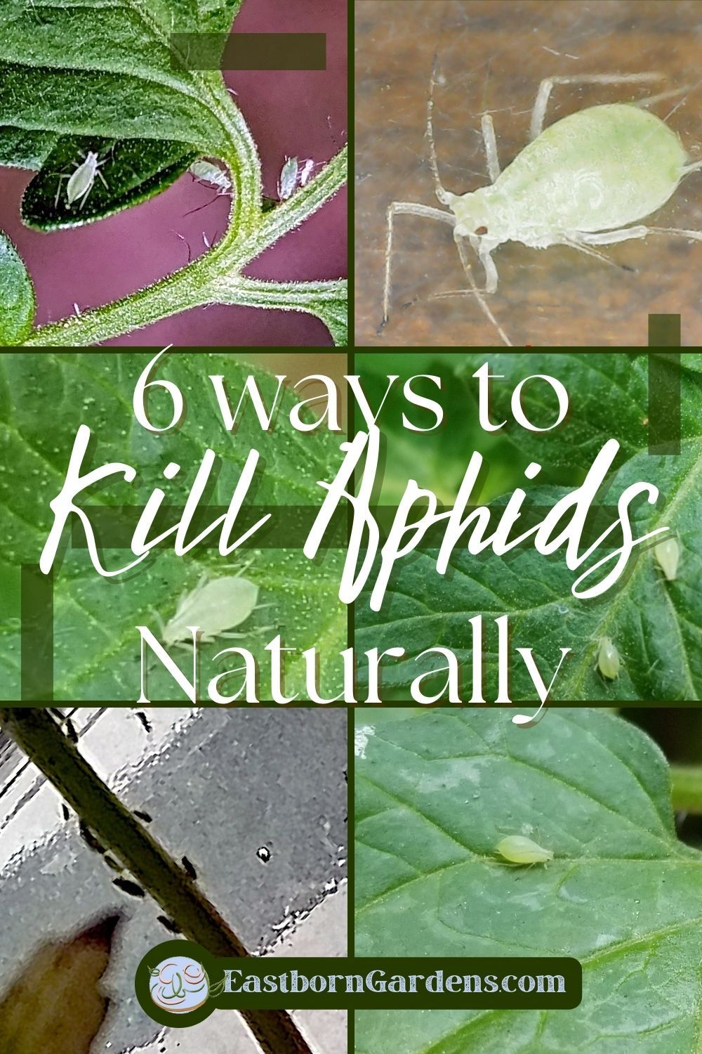 12+ Ways To Control Tiny Red Aphids Naturally