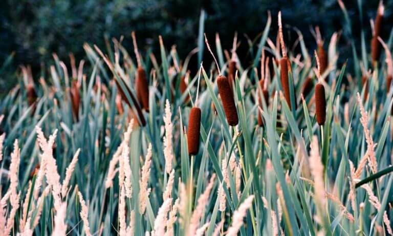 12+ Ways To Kill Cattails Permanently 12+ Ways To Kill Cattails Permanently