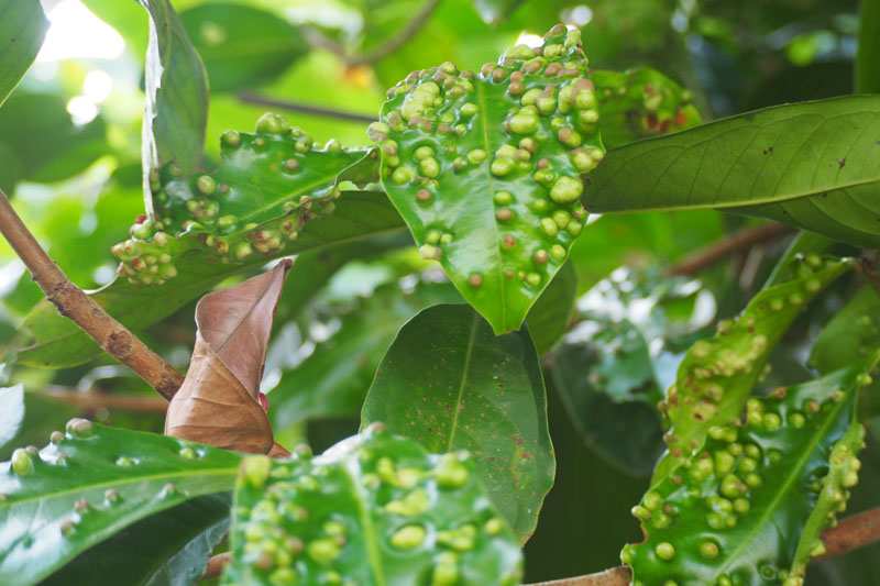 12+ Ways To Prevent Leaf Blister Disease