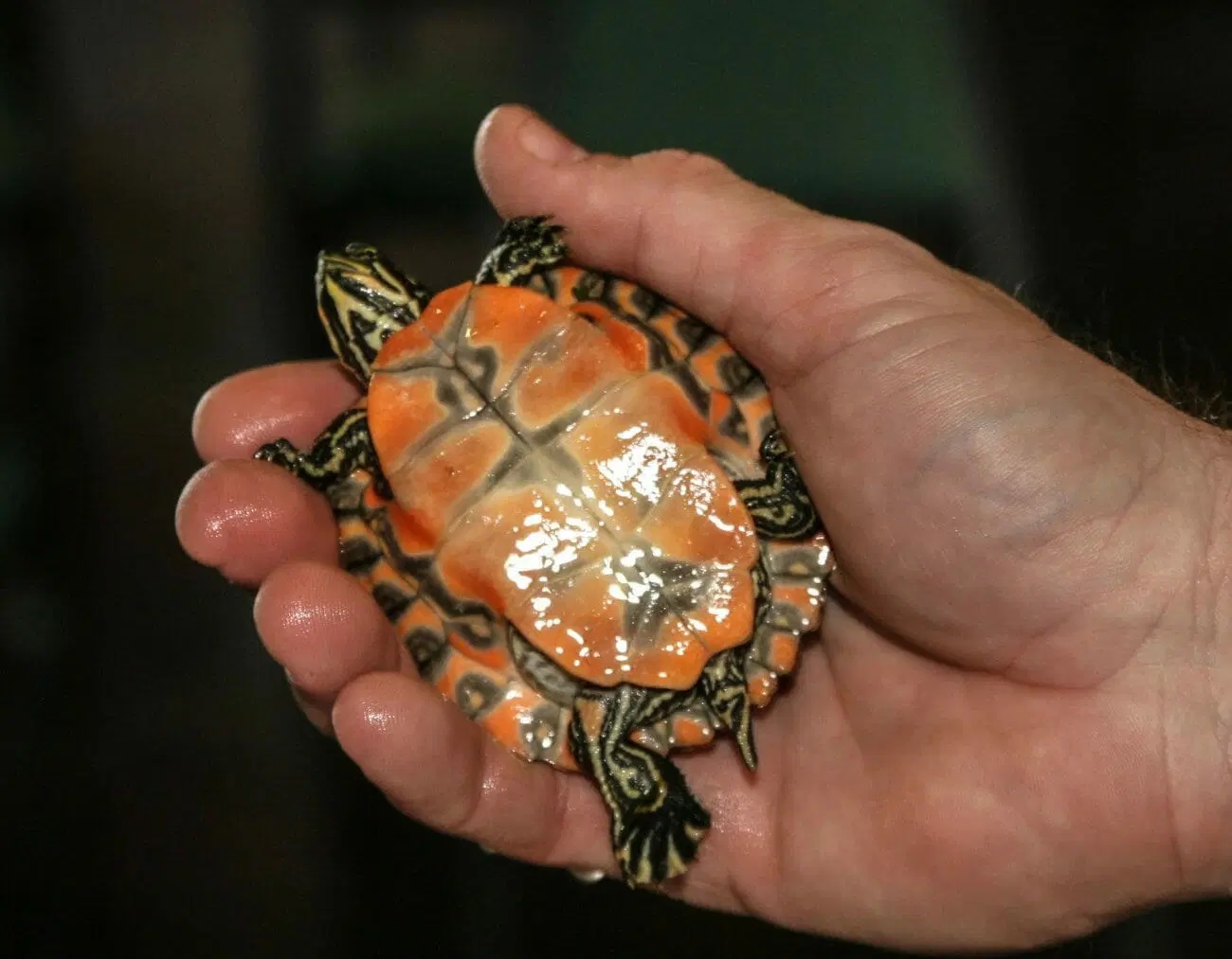 12 Yellow Bellied Turtle Lifespan Facts Revealed