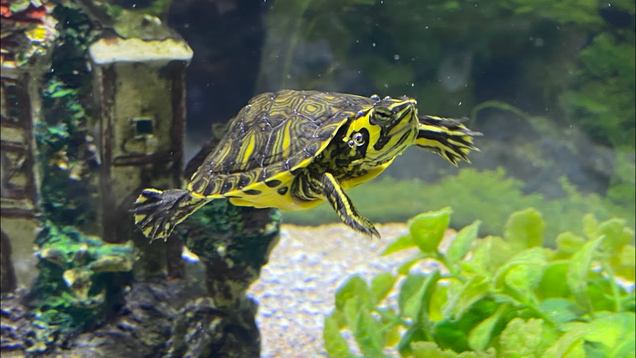 12 Yellow Belly Turtle Lifespan Facts For Better Care