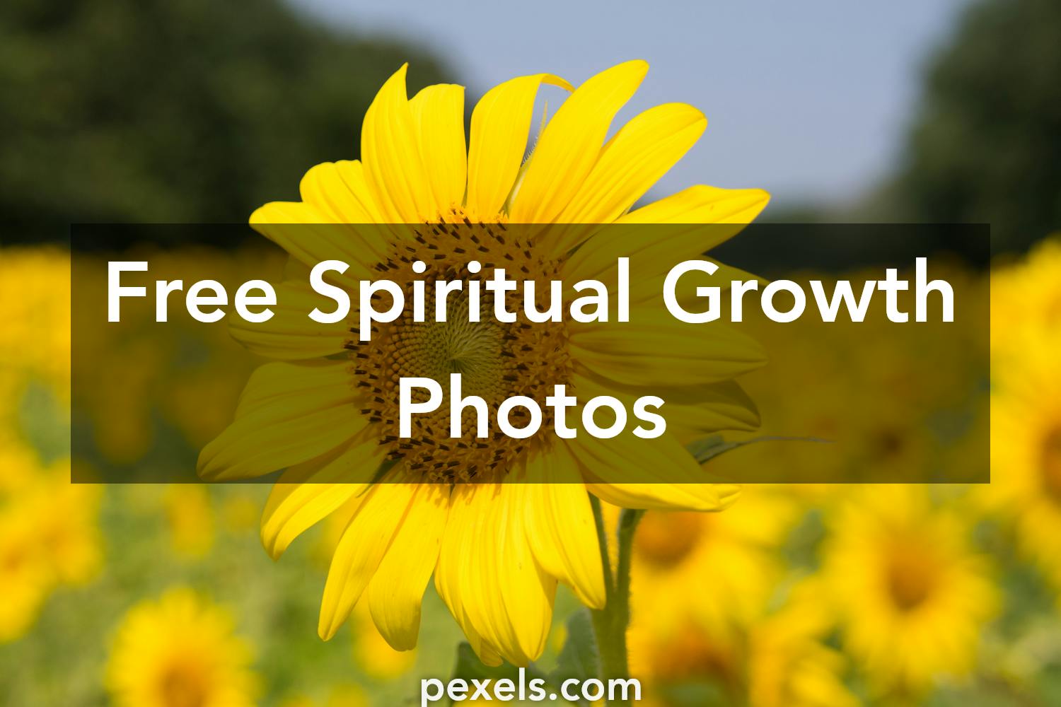 7 Angelic Terms For Spiritual Growth