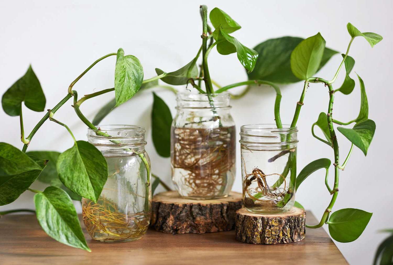 7 Heart Facts About Plants You Need To Know