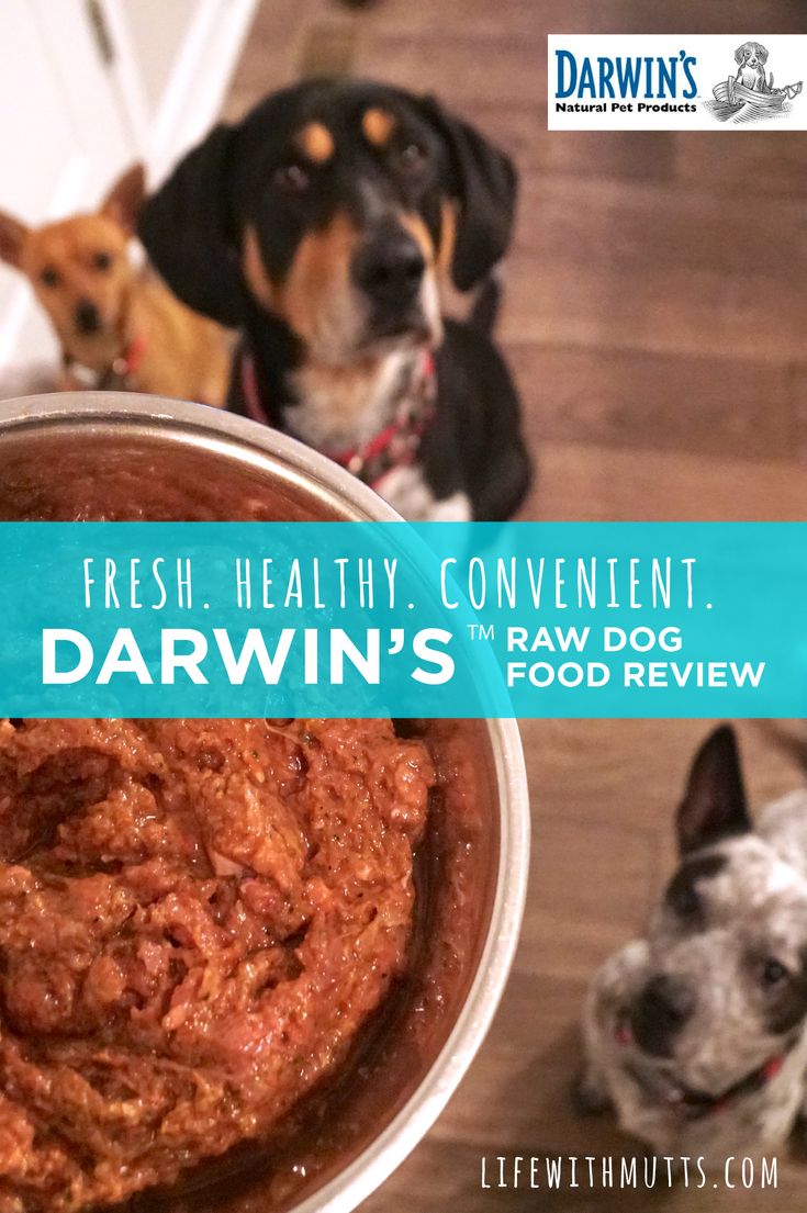 8 Essential Ear Parts Revealed For Healthier Dogs