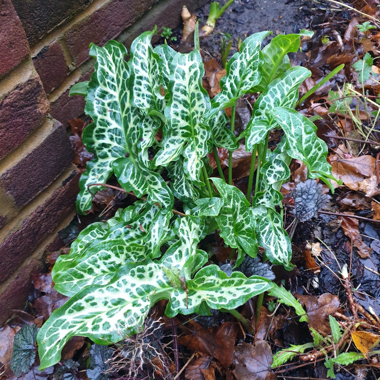8 Poisonous Arum Italicum Secrets Revealed