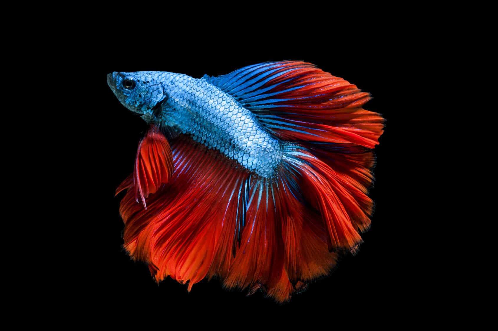 A Glimpse Into The World Of Crowntail Betta Fish Nurturing Feeding A Glimpse Into The World Of Crowntail Betta Fish Nurturing Feeding