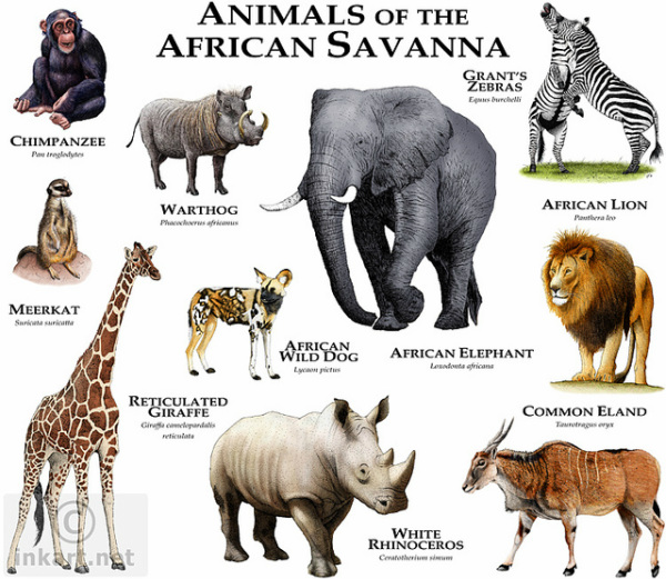 Abiotic Factors In The Savanna