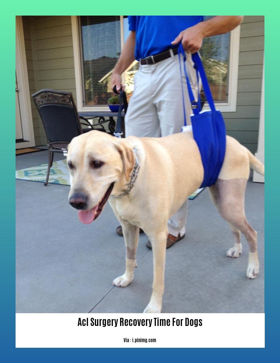 Acl Surgery Recovery Time Dogs