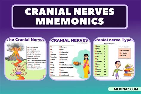 Acronym For Cranial Nerves