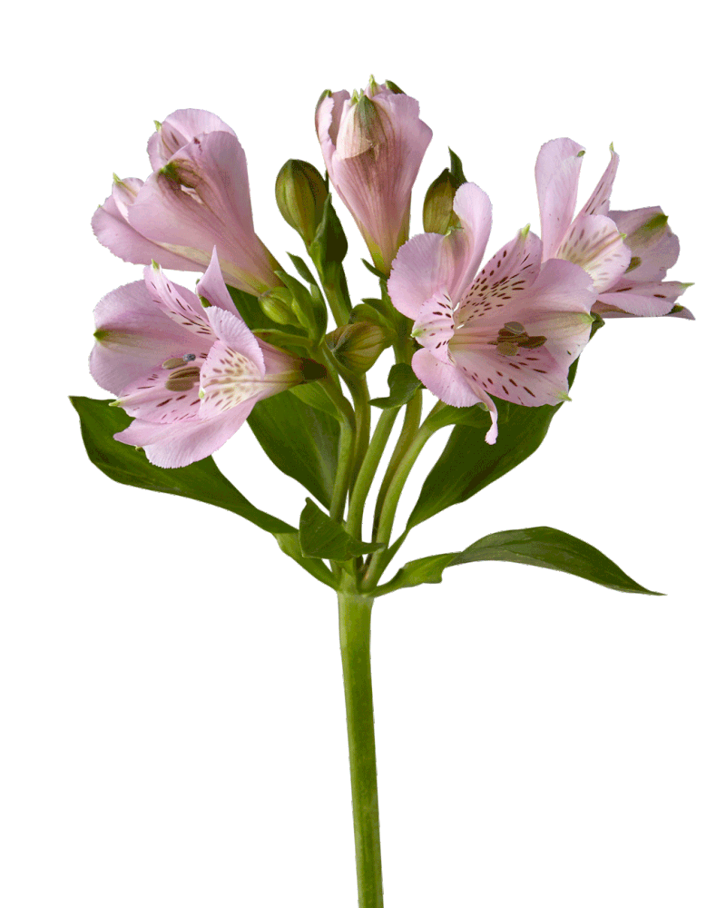 Alstro Flower Cats