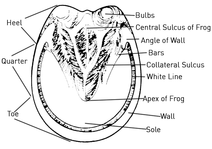 Anatomy Hoof Horse