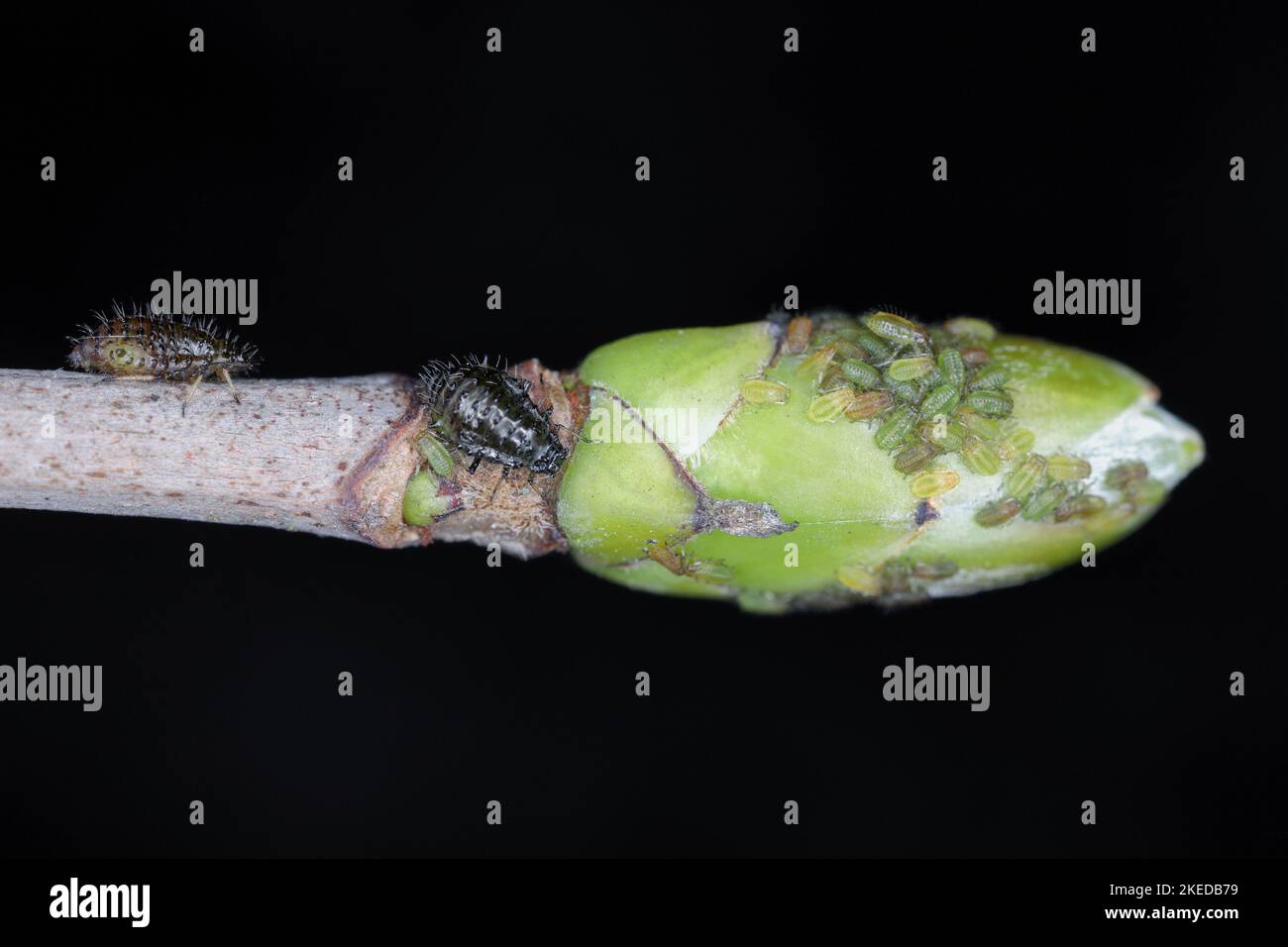 Aphids On Maple Tree