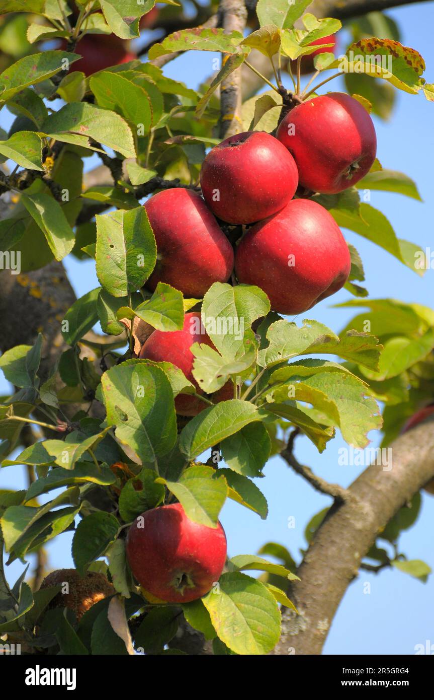 Apple Tree Variety