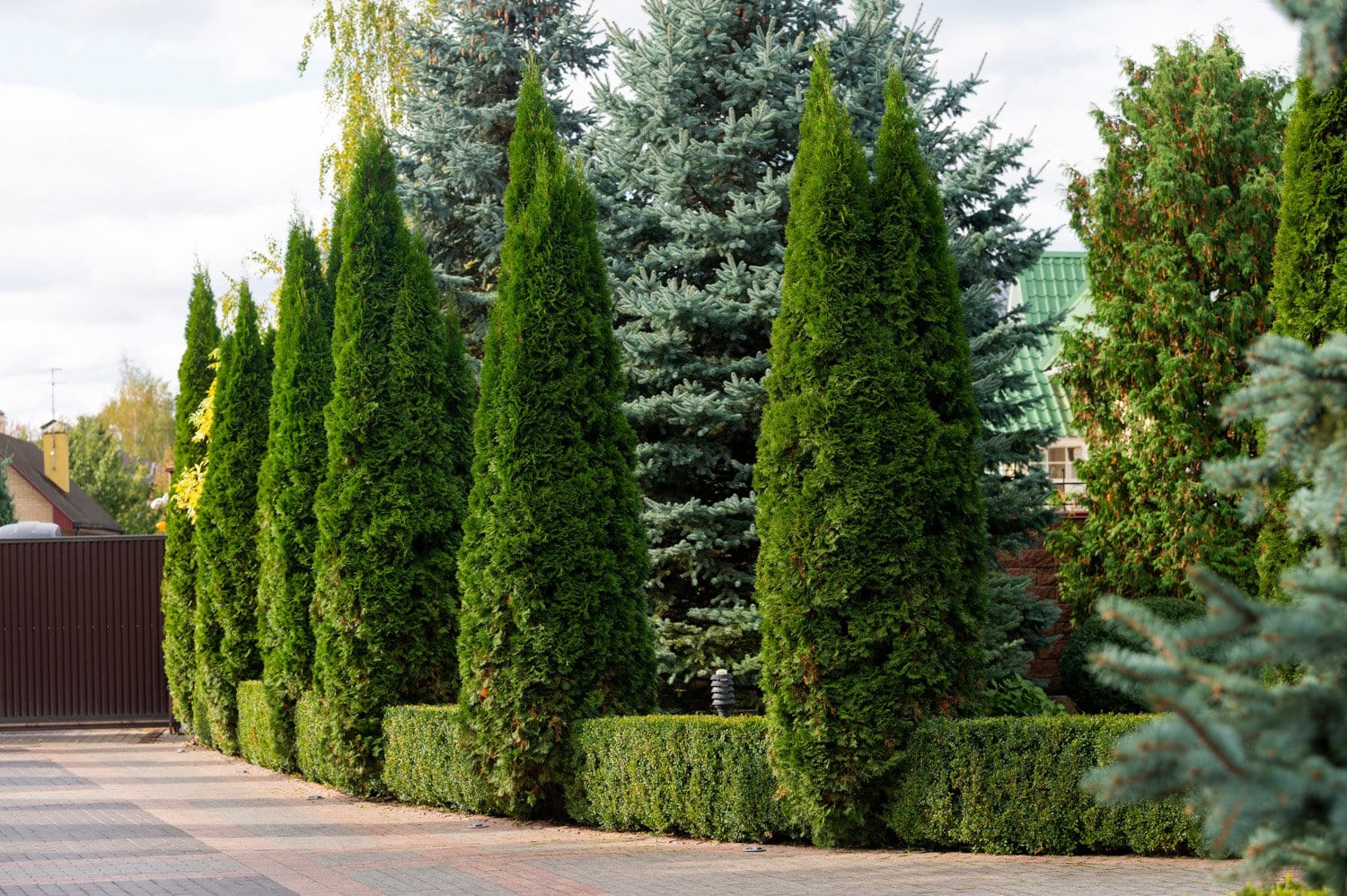 Arborvitae Spider Mites: Effective Treatment Solutions