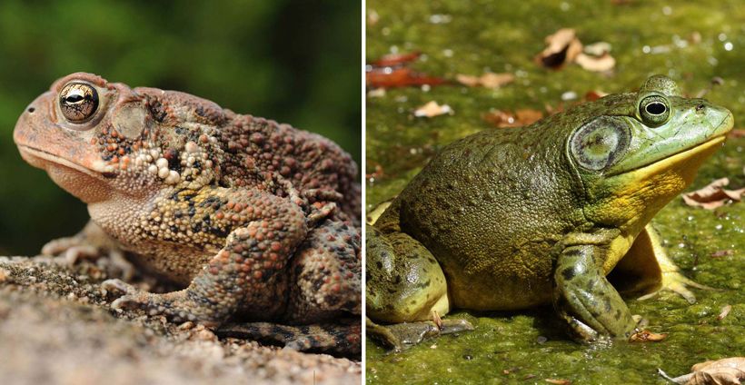 Are Frogs Warm Blooded