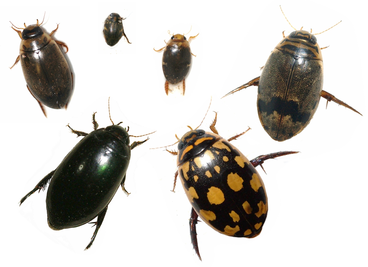 Arizona Beetles Black