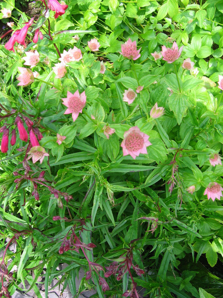 Astrantia Maxima Plants