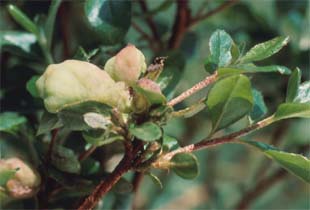 Azalea Gall Treatment