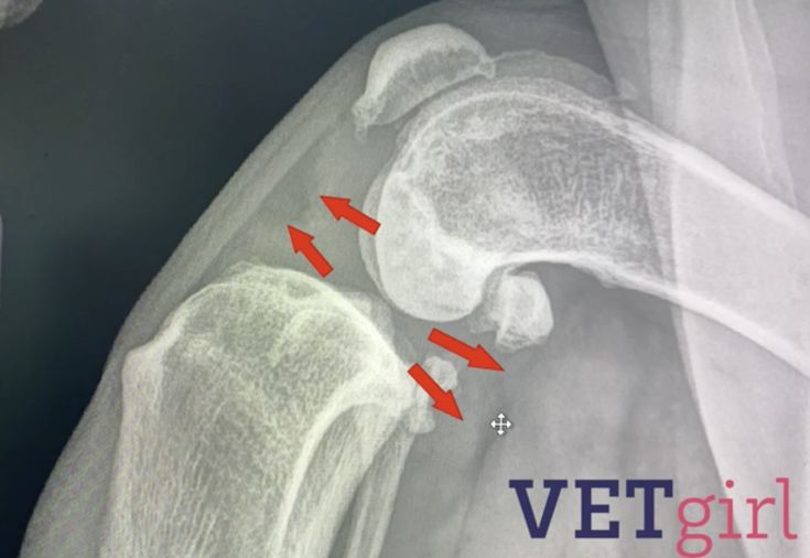 Back Injury In Dogs