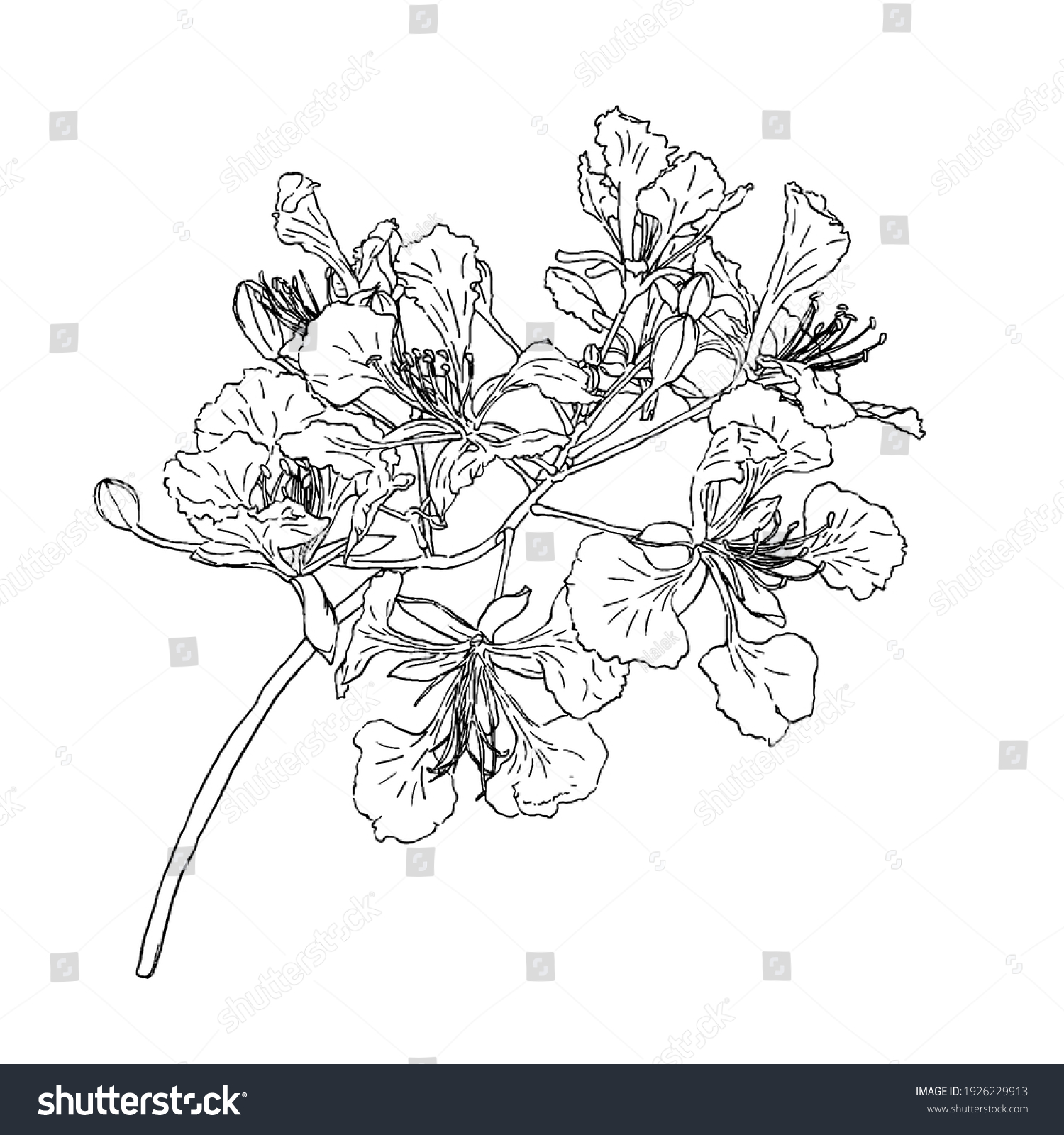 Barbados Pride Flower