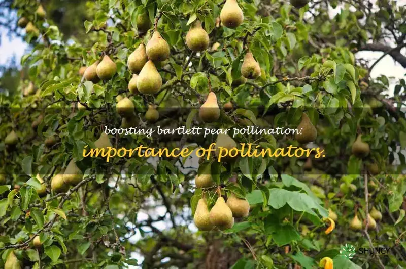 Bartlett Pear Tree Pollinators
