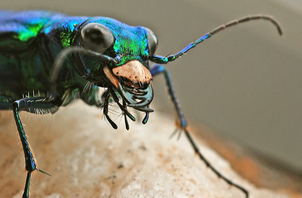 Beetle Identification Guide