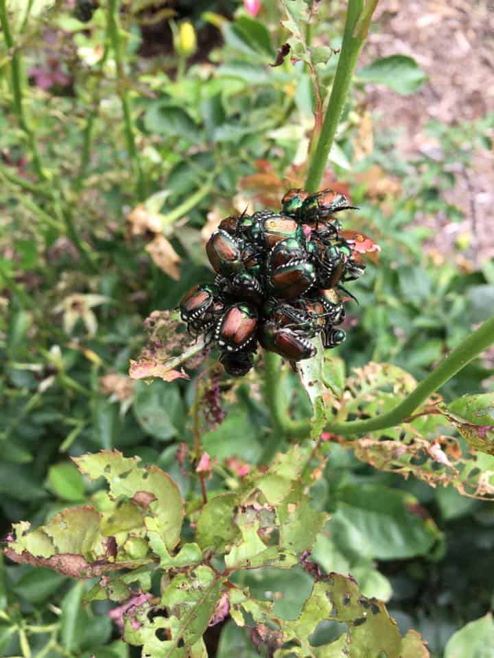 Beetle Infestation Solutions