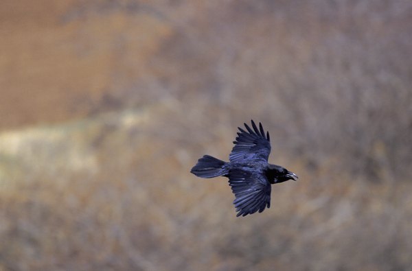 Birds Circling Meaning