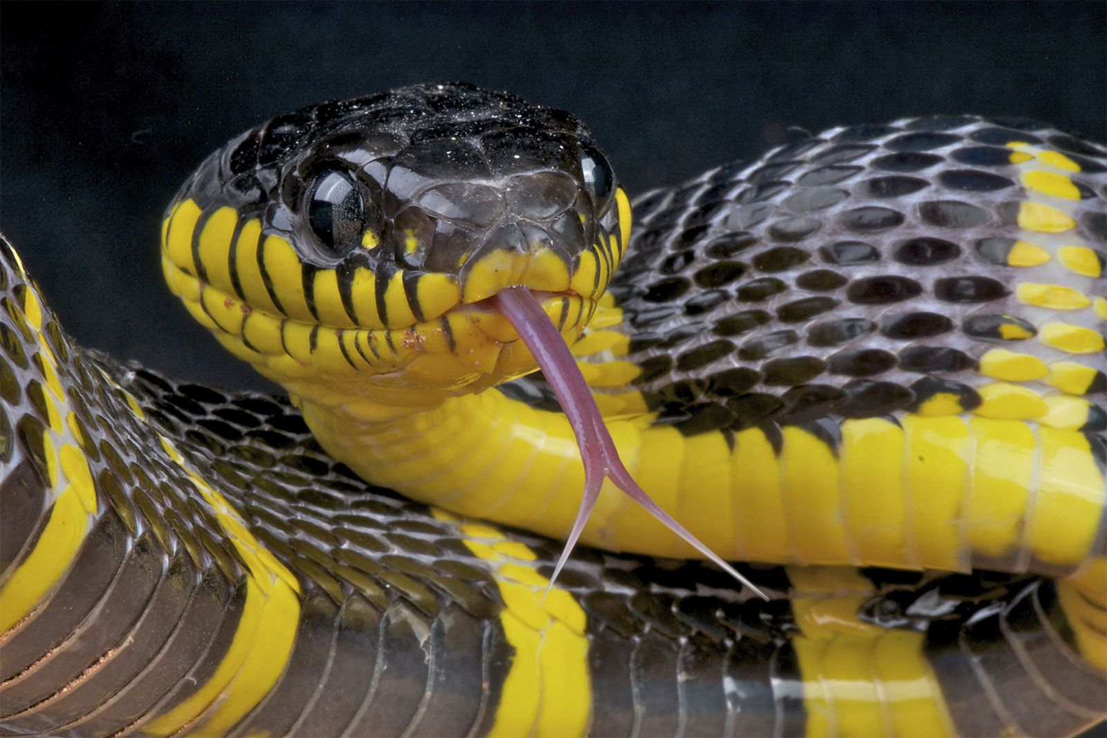 Black And Yellow Snake In Ga