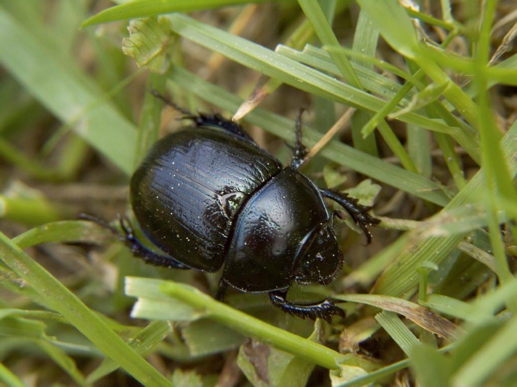 Black Beetle Washington State