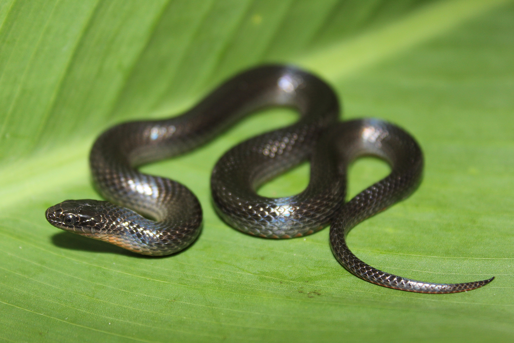 Black Snake Florida Black Snake Florida