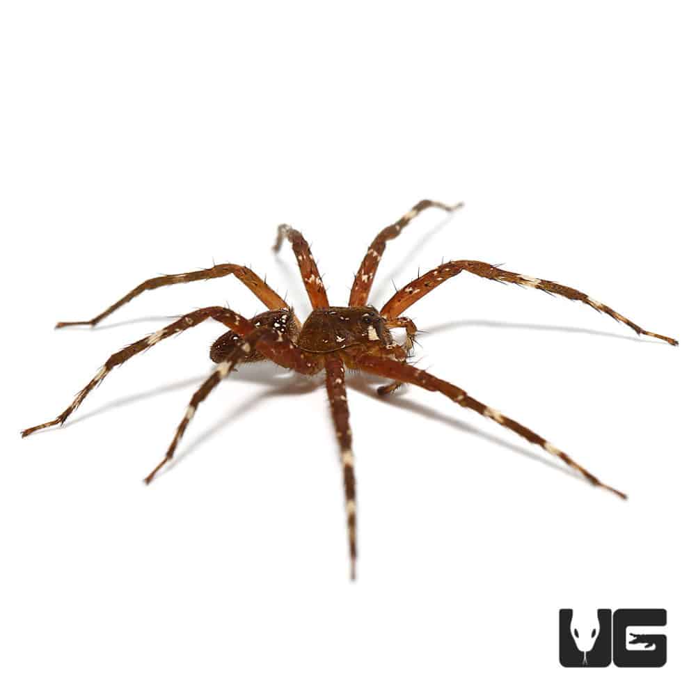 Black Speckled Spider