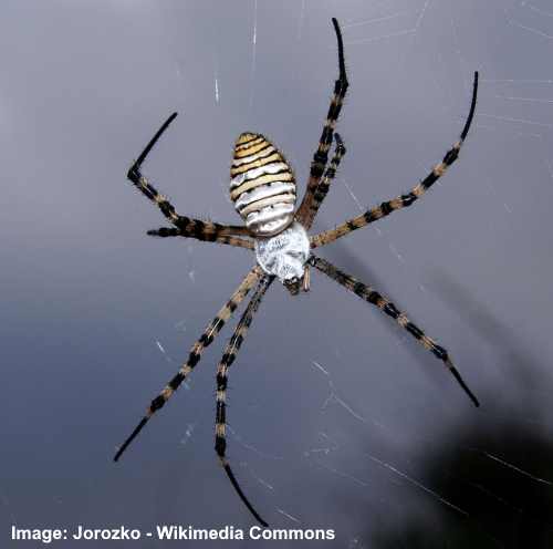 Black Spider White Body
