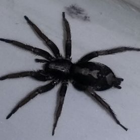 Black Spider Wisconsin: Identify And Remove