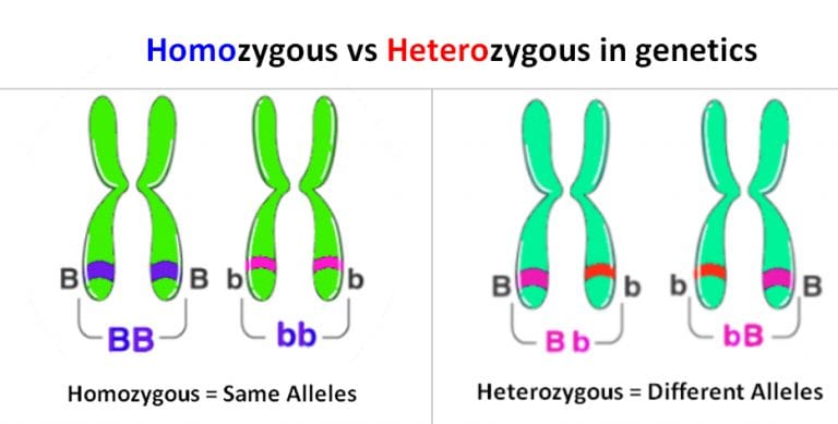 Blood Type Homozygous Heterozygous
