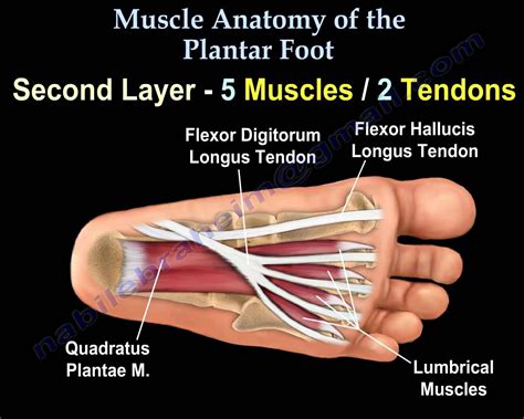 Bottom Foot Tendons