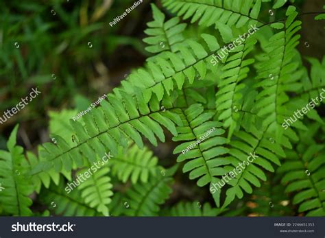 Bracken Fern Pteridium Aquilinum Hi Res Stock Photography And Images Bracken Fern Pteridium Aquilinum Hi Res Stock Photography And Images