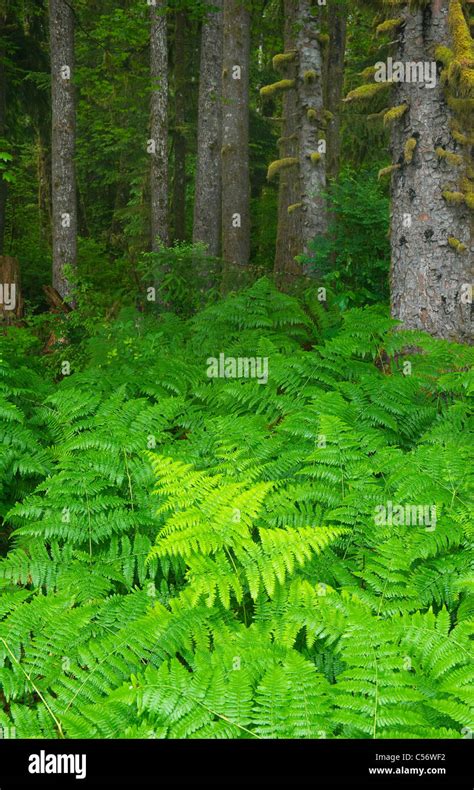 Bracken Fern Washington Bracken Fern Washington