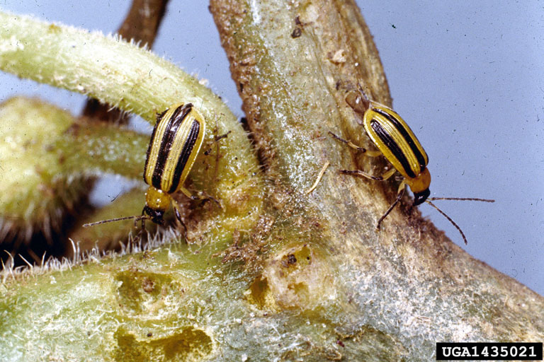 Brown Beetle Guide: Control White Striped Pests