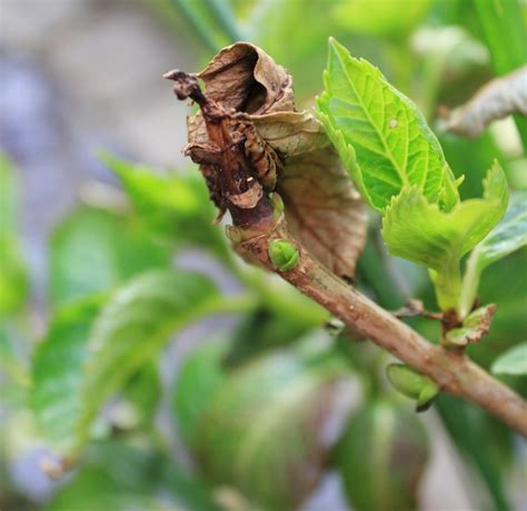Brown Curling Leaves On Hydrangea