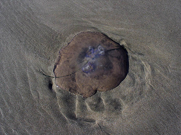Brown Jellyfish Oregon Coast Brown Jellyfish Oregon Coast