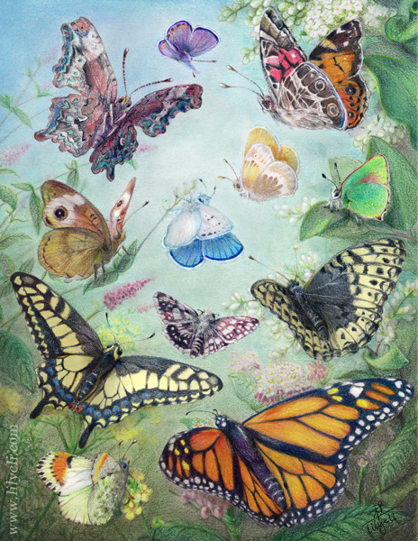 Butterflies Of Pacific Northwest: Identify 100 Species