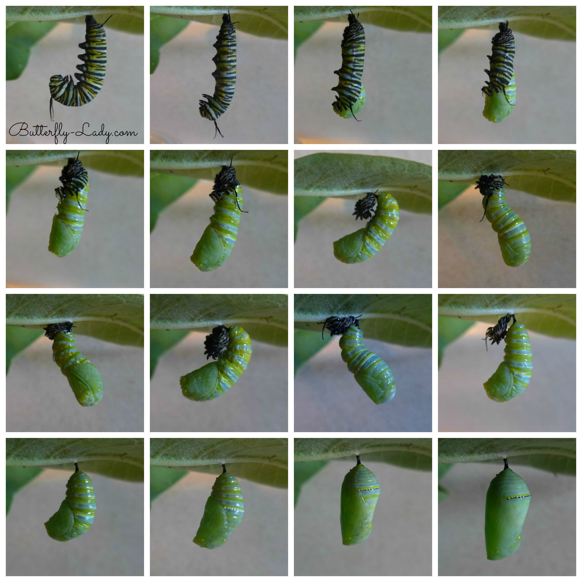 Butterfly Chrysalis How Long At Kyle Melvin Blog Butterfly Chrysalis How Long At Kyle Melvin Blog