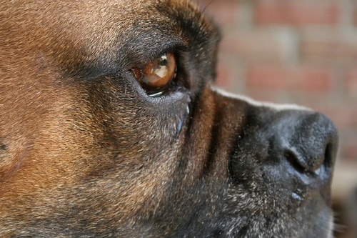 Canine Brain Cancer