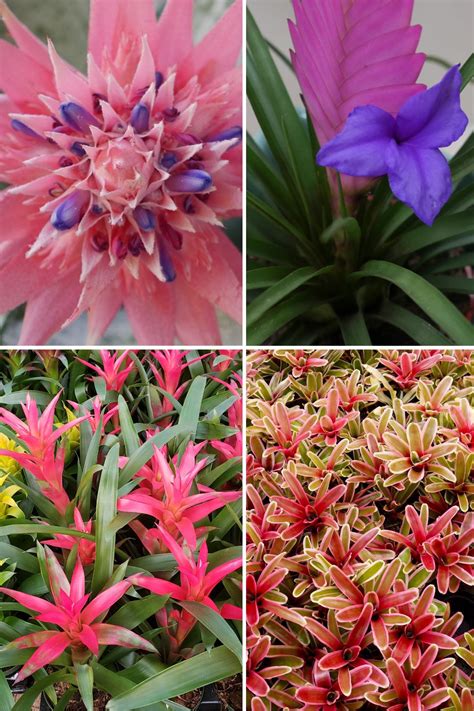 Care For Bromeliad Care For Bromeliad