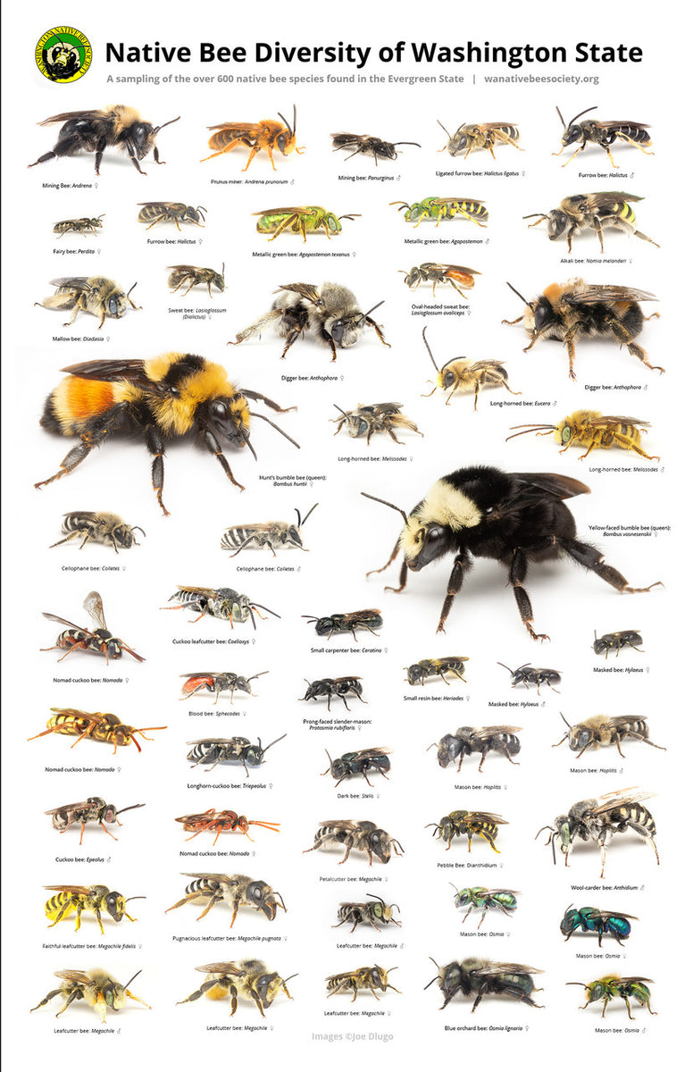 Carpenter Bees In Washington State