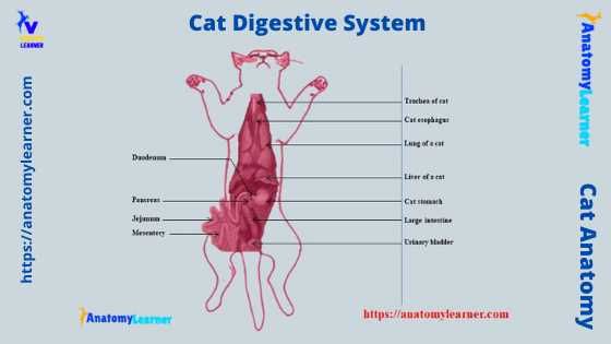 Cat Digestive Anatomy Explained