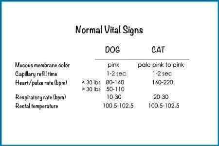 Cats Respiratory Rate Guide