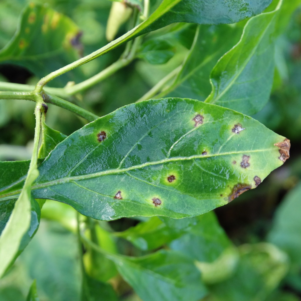 Causes Treatment Prevention Of Leaf Spots Care Tips Guide Ep Causes Treatment Prevention Of Leaf Spots Care Tips Guide Ep