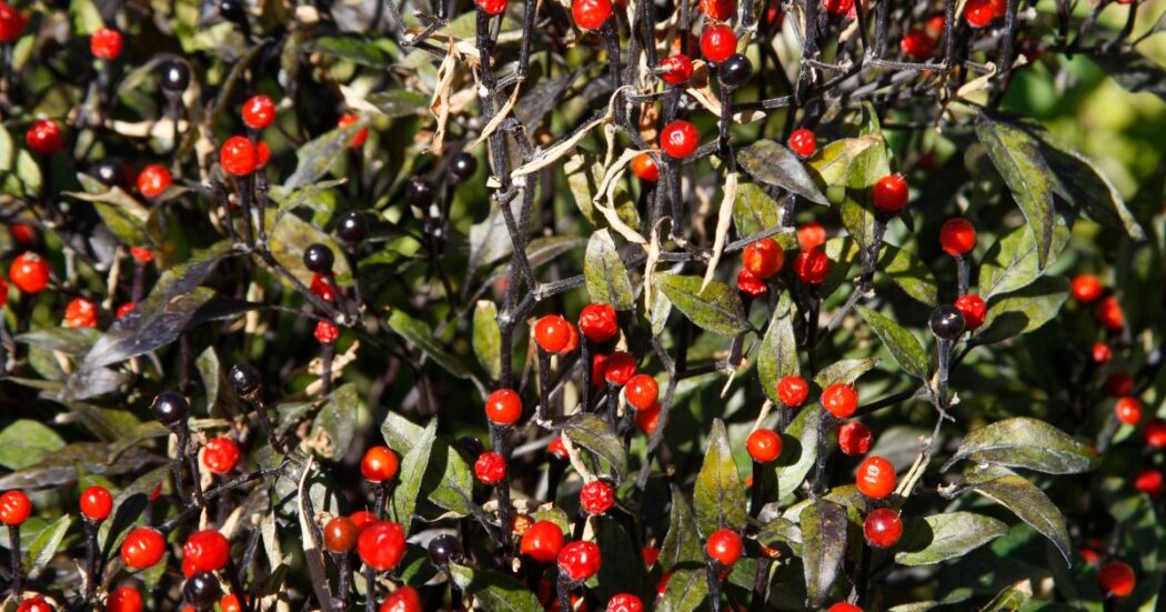 Chiltepin Peppers: Unlock Intense Flavor